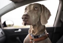 Администрация Касселя обратилась к владельцам собак