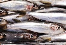 В Рейн выпустили сотни тысяч мальков сельди