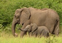 В Лейпцигском зоопарке родился уже четвёртый слонёнок