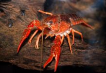 В Гессене распространяются болотные раки