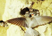 В Гессене от изменения климата страдают стрижи