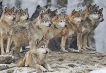 В Германии увеличилось количество волчьих стай