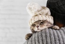 Какие породы кошек были самыми популярными в Германии в 2023 году?