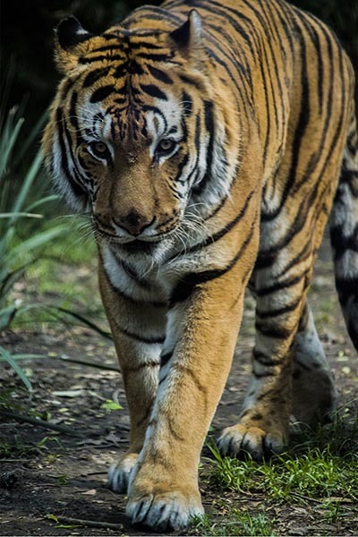 Vertical shot of the walking tiger on the grassy land