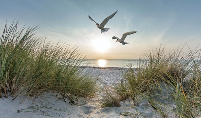 seeschwalben am meer