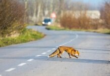 Встреча на дороге