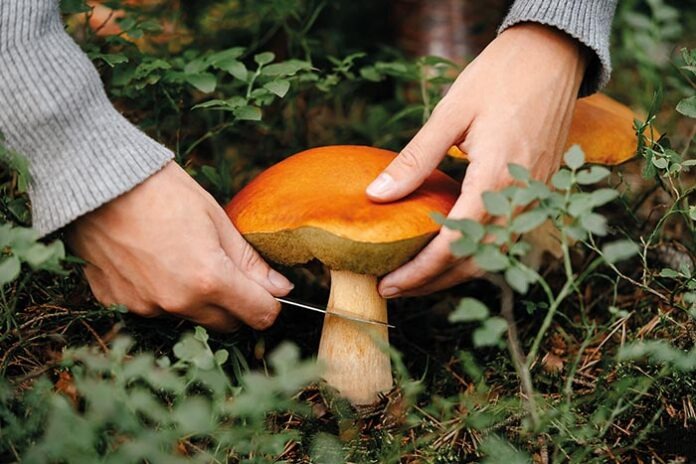 Collecting mushrooms in the woods